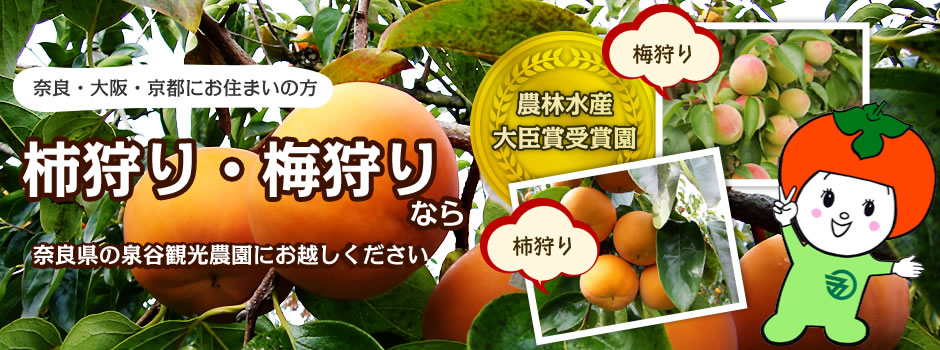 奈良・大阪・京都にお住まいの方 柿狩り、梅狩りなら 奈良県の泉谷観光農園にお越しください